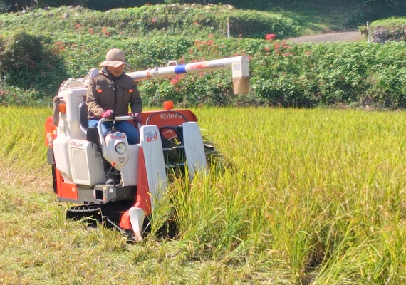 稲刈りの様子