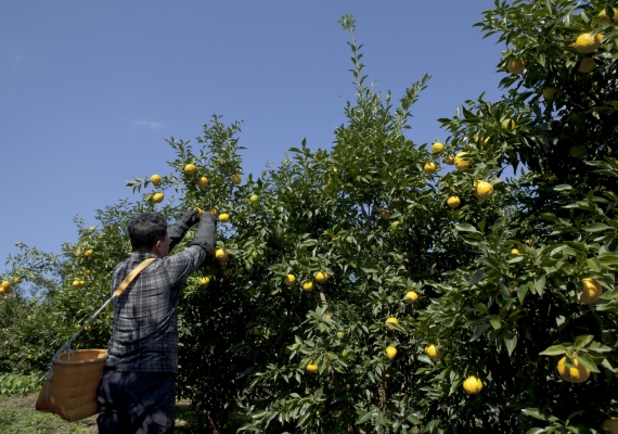 農作業にドローンを導入している様子