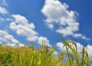 カルーセル1_青空と稲