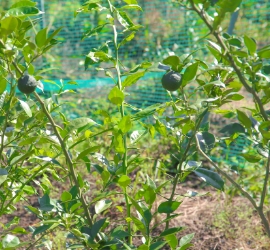 カルーセル4_ゆず