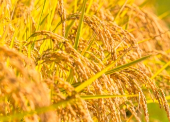 カルーセル5_稲